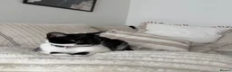 Mixed Breed cats for sale: Marble  - Advert 2