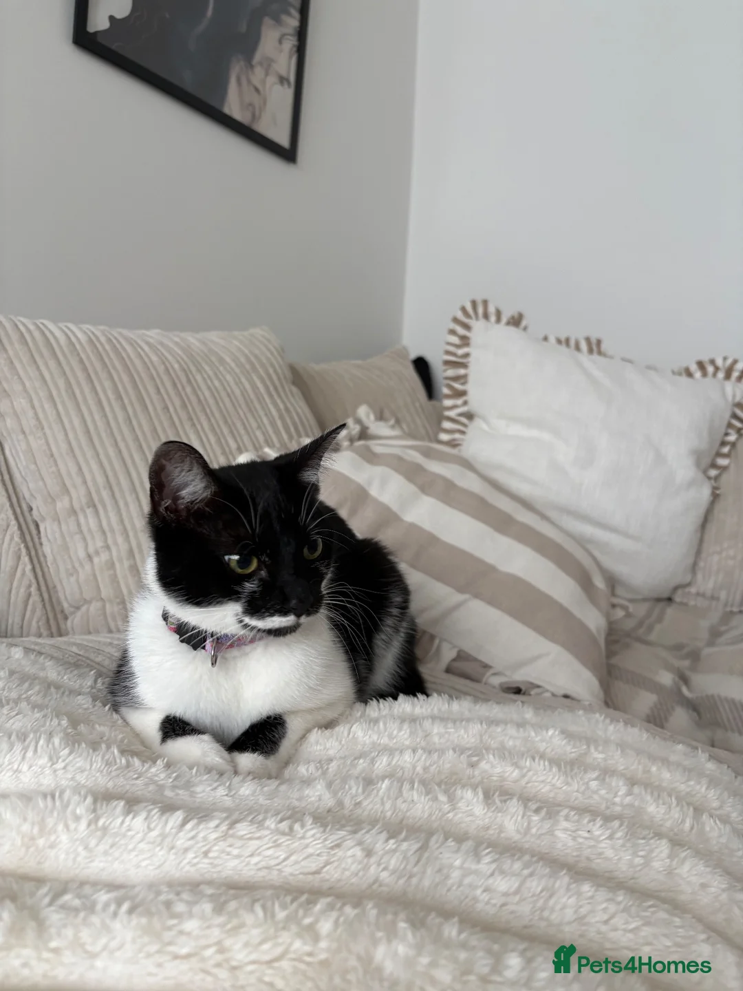 Mixed Breed cats for sale: Marble  - Advert 2