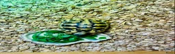 Hermann Tortoise reptiles for sale: Hermann's Tortoise 2 Years Old, Setup, Article 10 in Dinas Powys - Advert 4