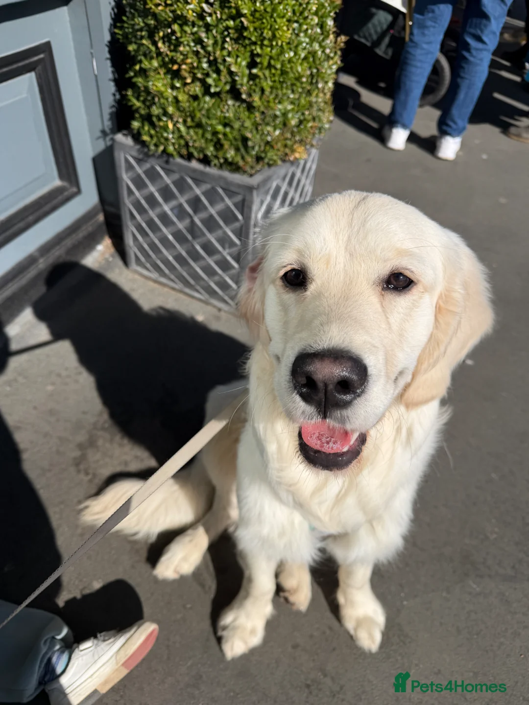 Golden Retriever dogs for sale: 9 month old golden retriever for re-home - Advert 1