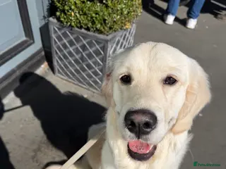 Golden Retriever dogs 9 month old golden retriever for re-home - Advert 8