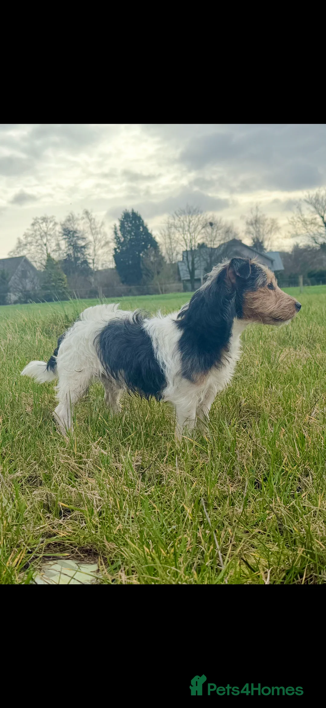 Patterjack dogs for stud: Patterjack for stud - Advert 1