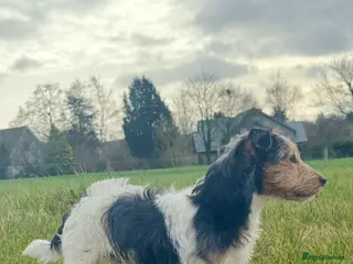 Patterjack dogs Patterjack for stud - Advert 13