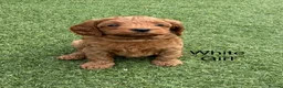 Cavapoo dogs for sale: Backcrossed/ F1b cavapoo - Advert 11