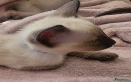 Siamese cats for sale: Traditional Siamese kittens - Image 6