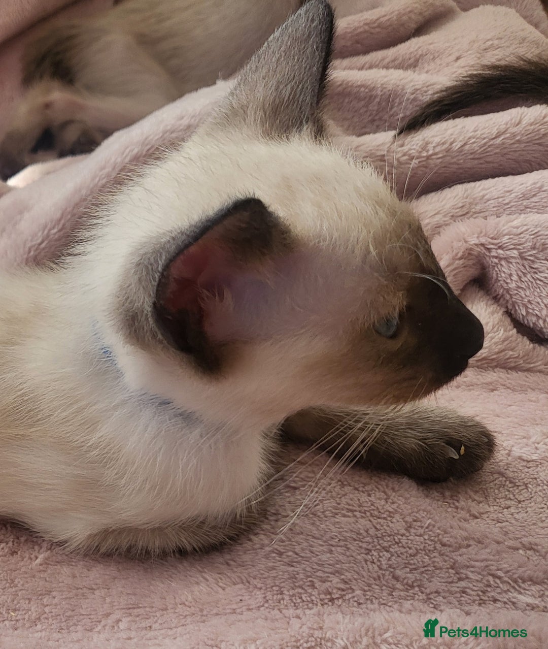 Siamese cats for sale: Traditional Siamese kittens - Image 6