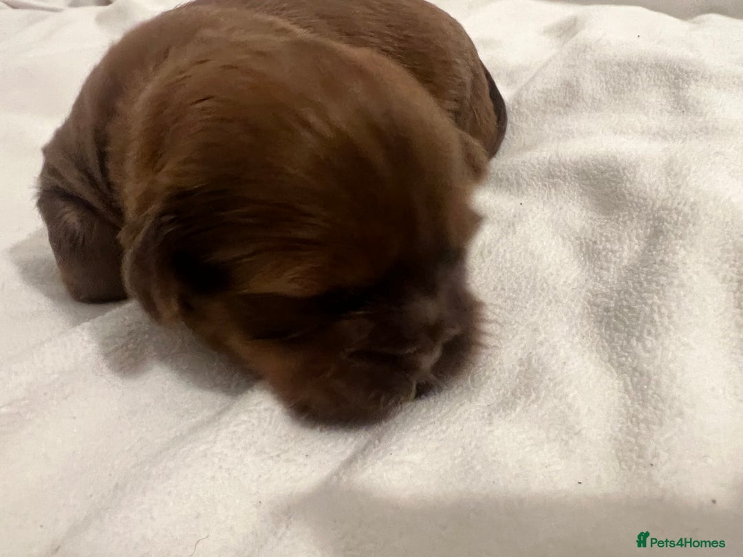 Shih Tzu dogs for sale: KC registered pure breed imperial shihtzu puppies  - Advert 8