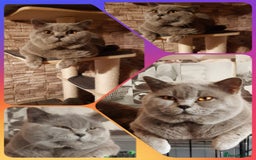 British Shorthair cats for sale: ** Joyful British Shorthair Kittens ** - Image 15