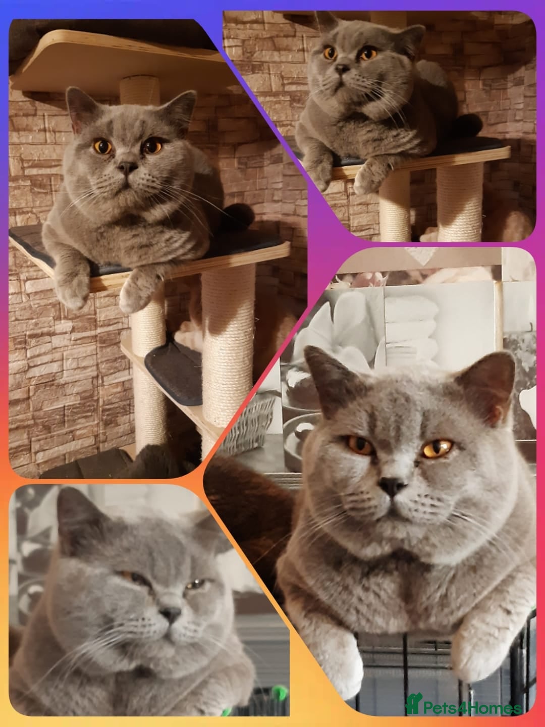British Shorthair cats for sale: ** Joyful British Shorthair Kittens ** - Image 15