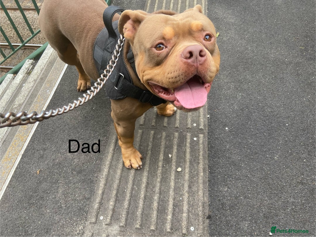 Mixed Breed dogs for sale: Staff x American pocket bully pups  - Image 8