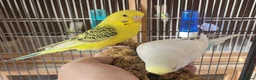 Budgerigars birds for sale: Semi to tame baby Budgies  - Advert 8