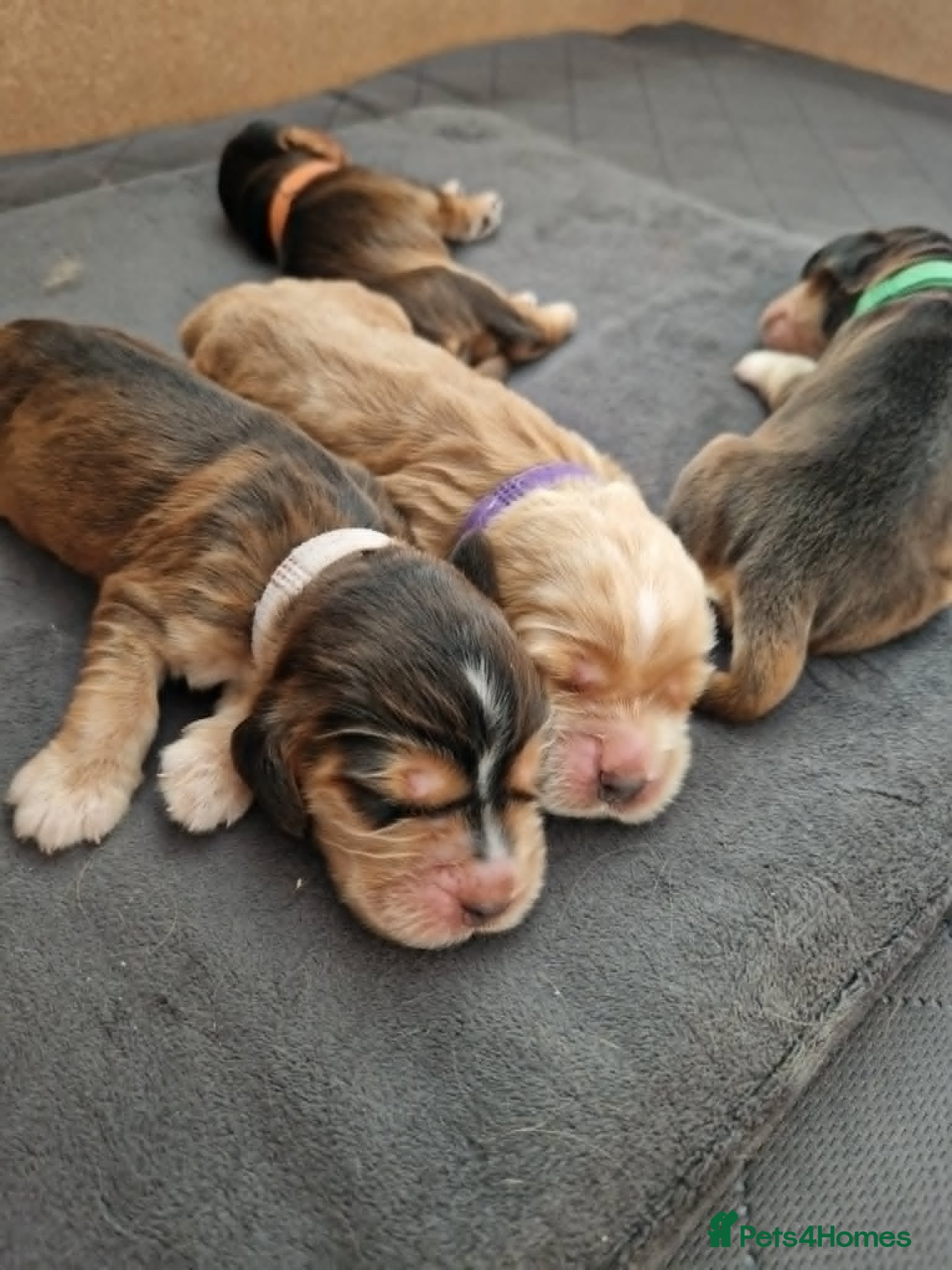 Cocker Spaniel dogs Show Cocker Spaniel Puppies- Champion Lineage🏆🐾 - Advert 1