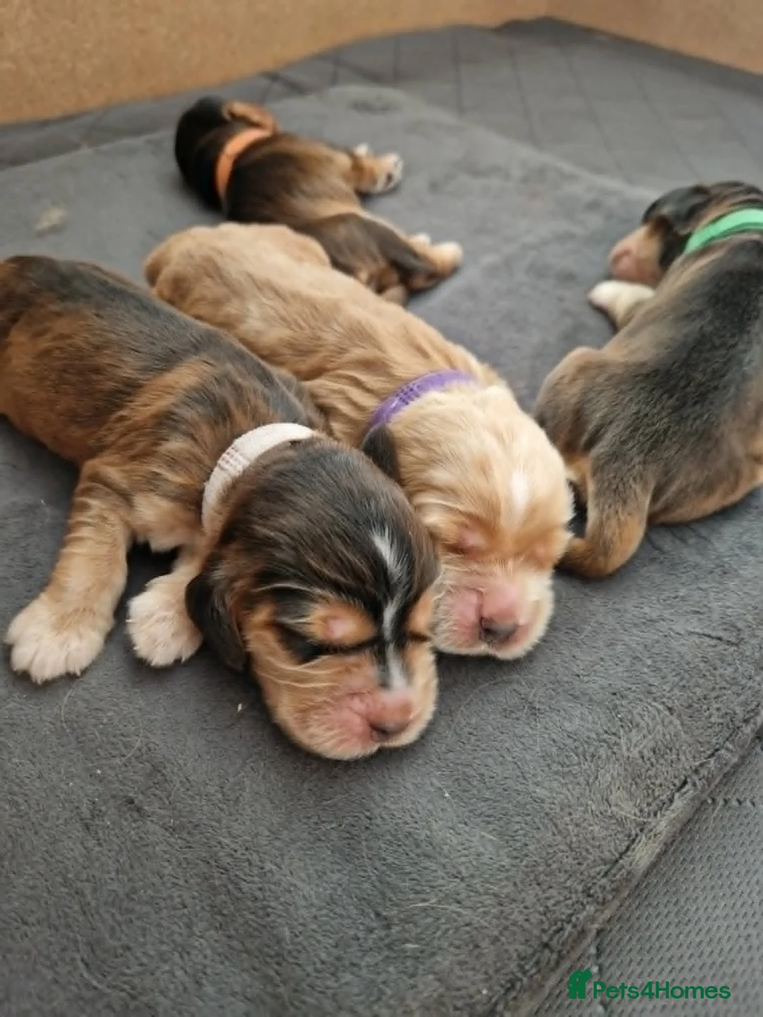 Cocker Spaniel dogs for sale: Show Cocker Spaniel Puppies- Champion Lineage🏆🐾 - Advert 1