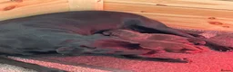 Labrador Retriever dogs for sale: 2 dark chocolate girls  - Advert 3