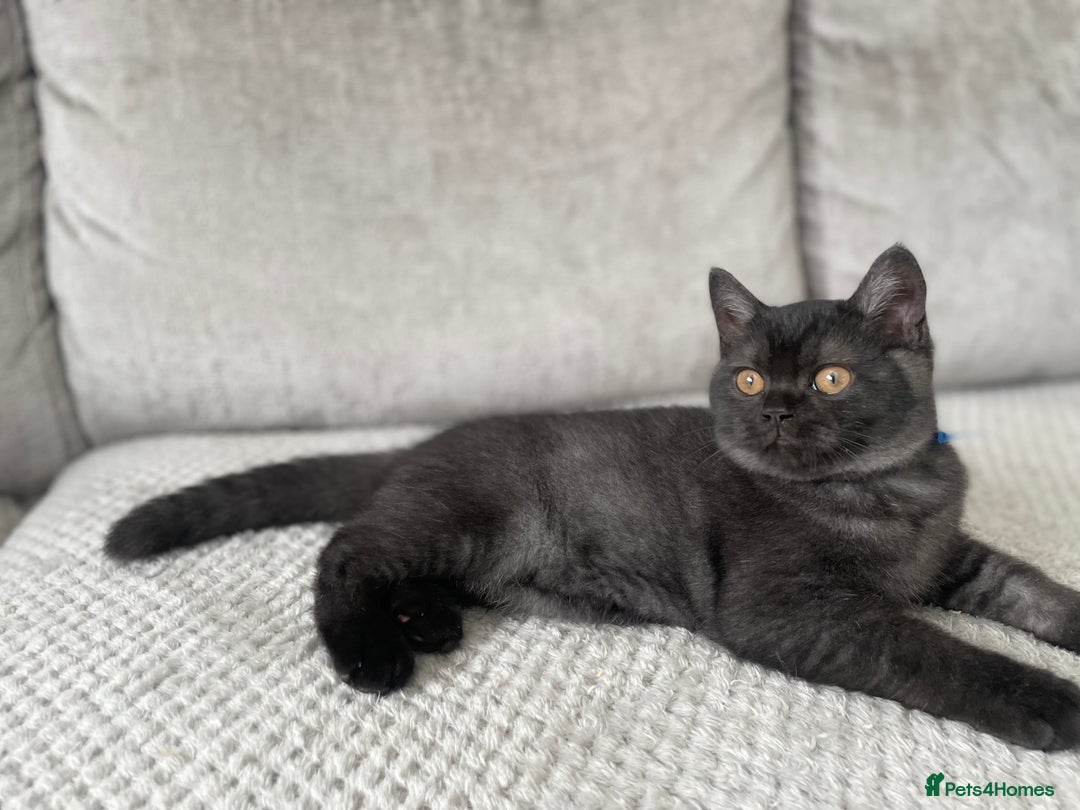 British Shorthair cats for sale: 🔥🖤 RARE BLACK SMOKED MALE BRITISH SHORTHAIR 🔥🖤 - Image 5