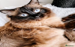 Ragdoll cats for sale: Gorgeous Ragdoll Lynx Girls!  - Image 12