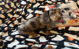 Miniature Dachshund dogs for sale: Adorable Longhaired Miniature Dachshund Puppies - Image 4