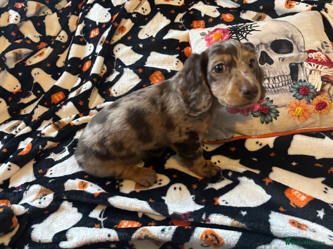 Miniature Dachshund dogs for sale: Adorable Longhaired Miniature Dachshund Puppies - Image 4
