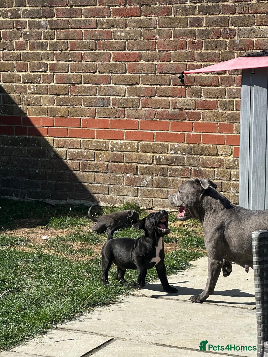 Staffordshire Bull Terrier dogs for sale: Champion Bred - Staffordshire Bull Terrier Puppies - Image 5