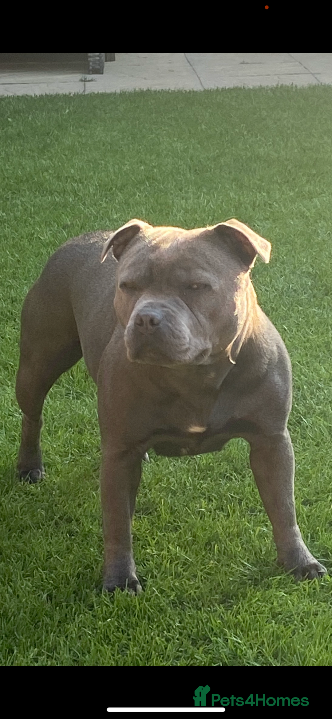 Staffordshire Bull Terrier dogs for sale: solid blues - Image 3