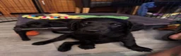 Labradoodle dogs for sale: Labradoodle Puppies - Advert 4