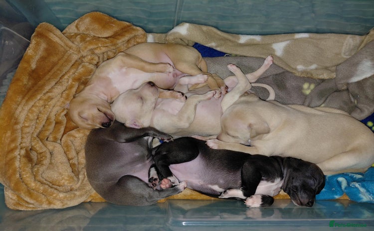 Italian Greyhound dogs - Advert 3