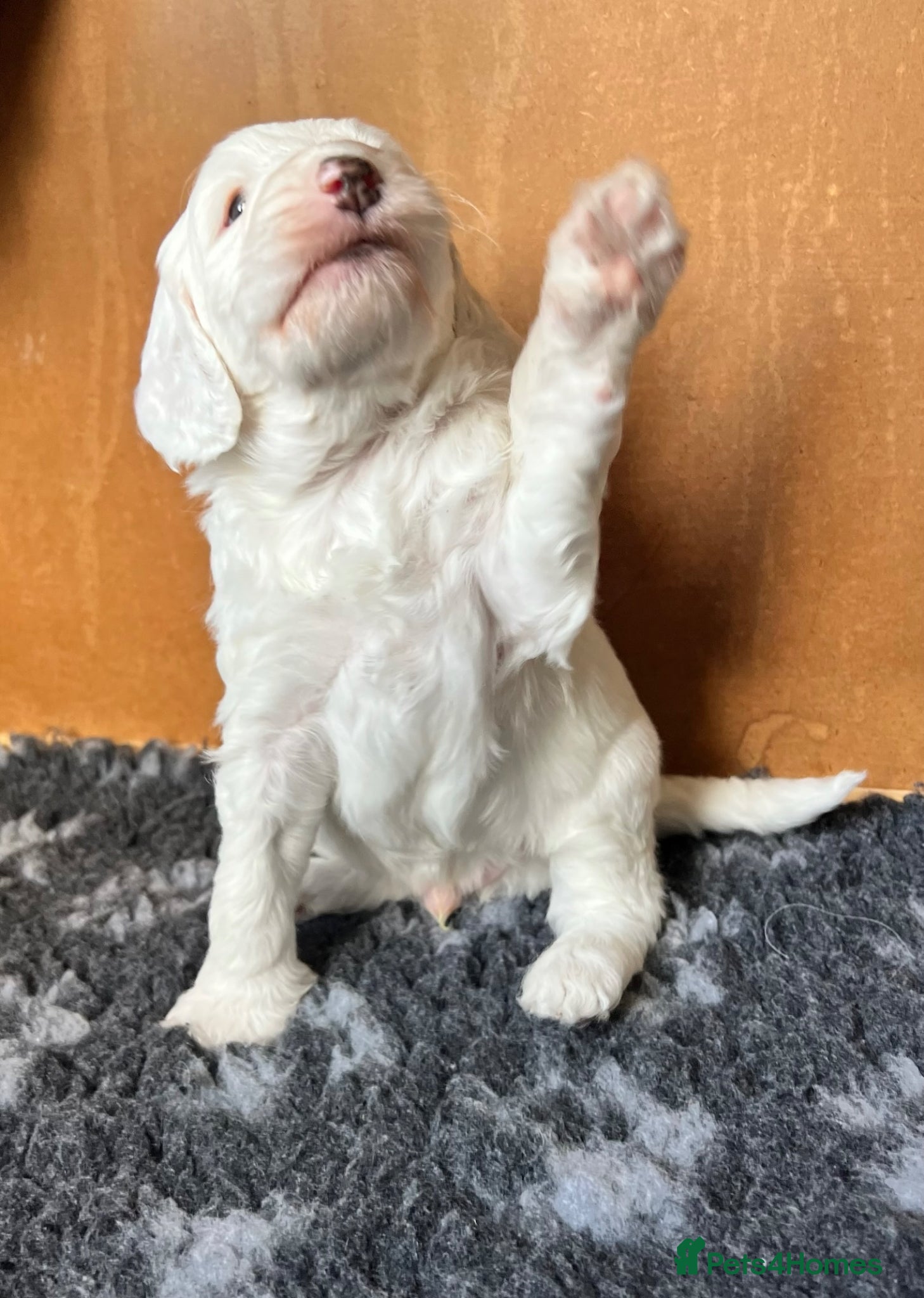 Mixed Breed dogs for sale: Australian Labradoodle Puppies For Sale - Advert 5