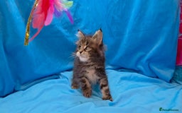 Maine Coon cats for sale: Ready December TICA beautiful Maine Coon Kittens  - Image 18