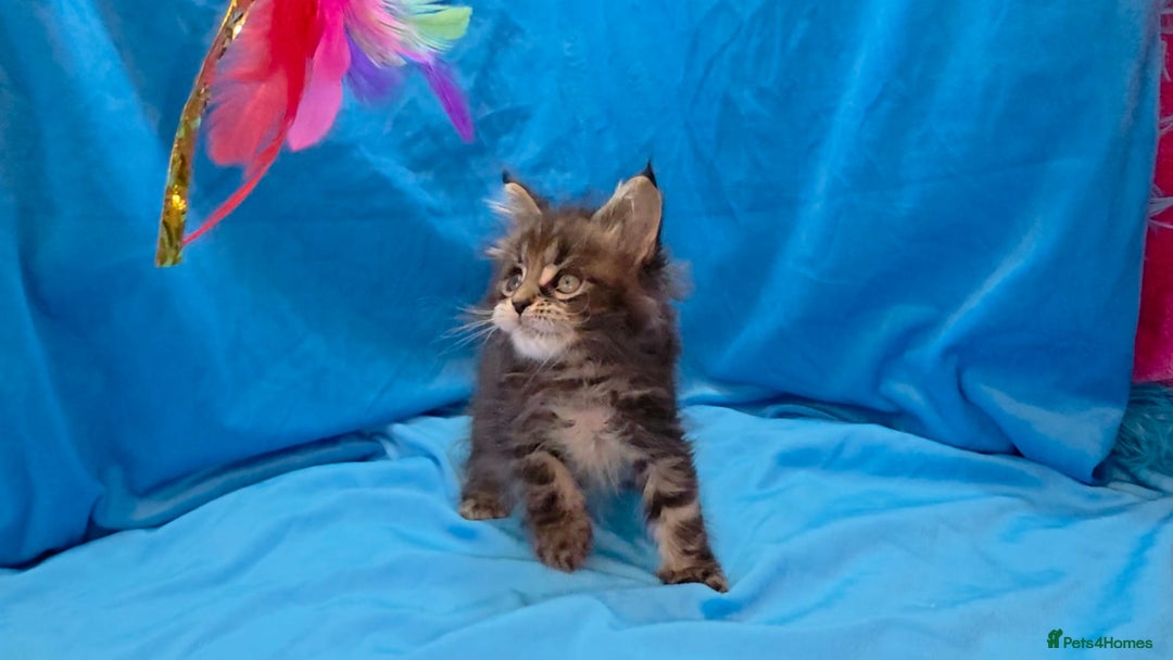 Maine Coon cats for sale: Ready December TICA beautiful Maine Coon Kittens  - Image 18