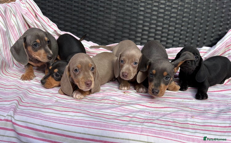 Miniature Dachshund dogs - Advert 13