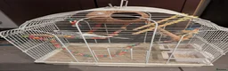 Budgerigars birds for sale: Blue budgie and cage for sale - Advert 3