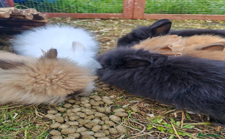 Lionhead rabbits - Advert 3