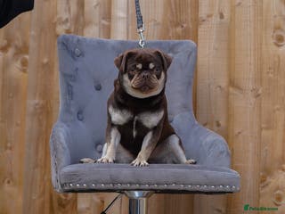 Pug dogs Tyson Fury proven choc n tan carrying blue & cream in Harpenden - Advert 6