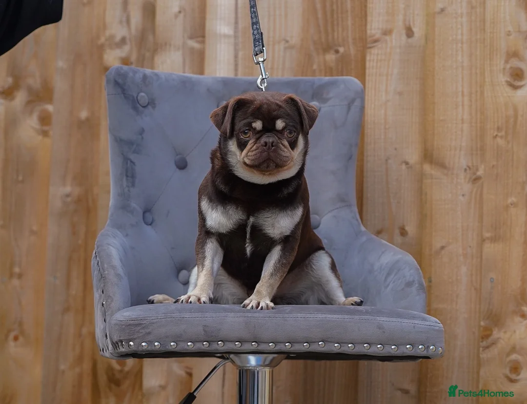 Pug dogs for stud: Tyson Fury proven choc n tan carrying blue & cream in Harpenden - Advert 1