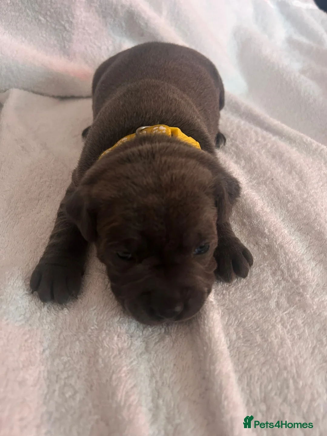 Staffordshire Bull Terrier dogs for sale: Blue Staffordshire bull terrier puppies  - Advert 2