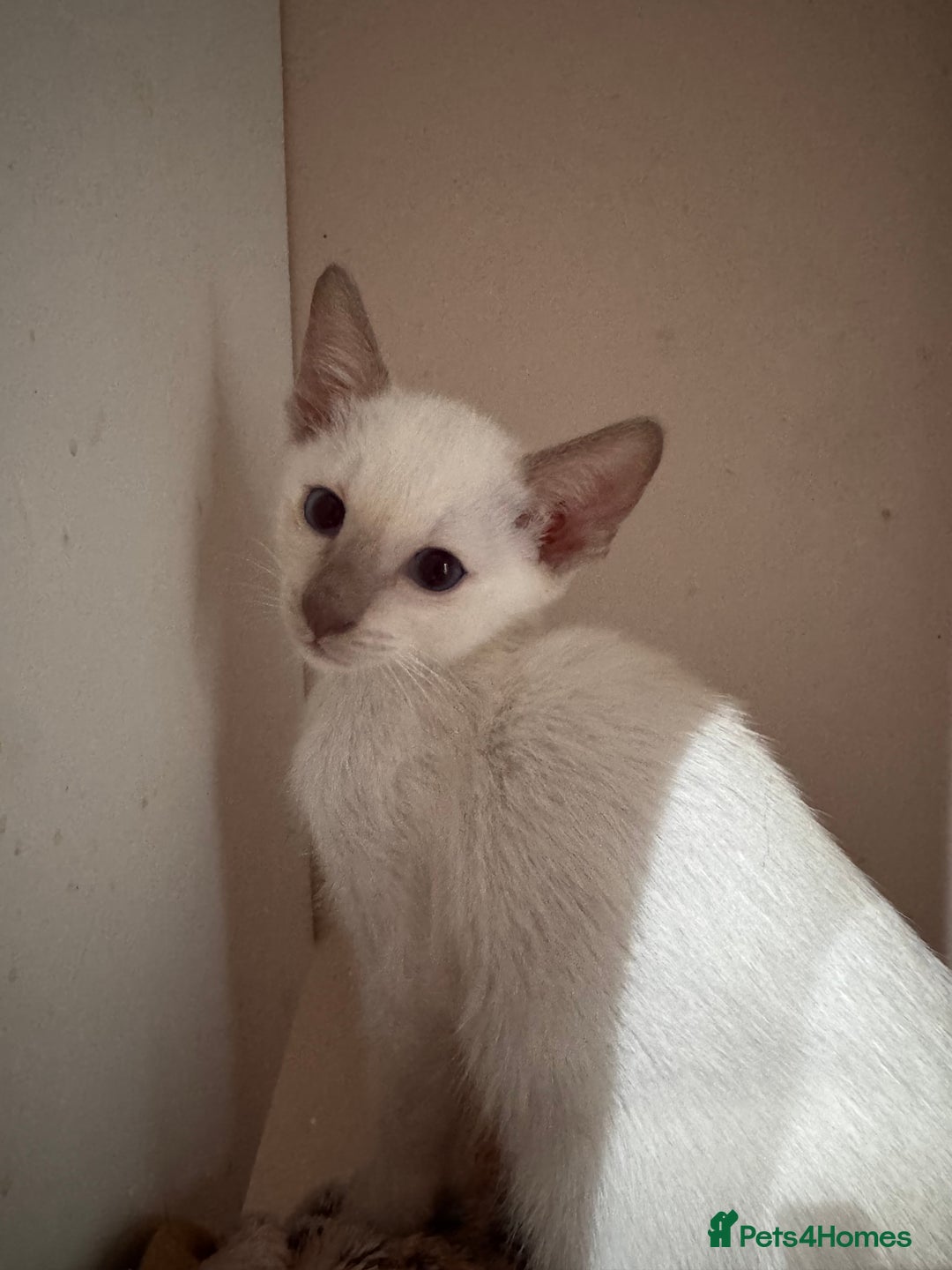 Siamese cats for sale: 4 adorable lilac and chocolate point Siamese  - Advert 13