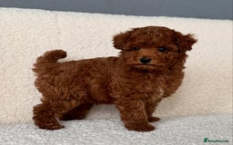 Toy Poodle dogs for sale: Purebred Toy Poodles Puppies Loving Homes! - Image 11