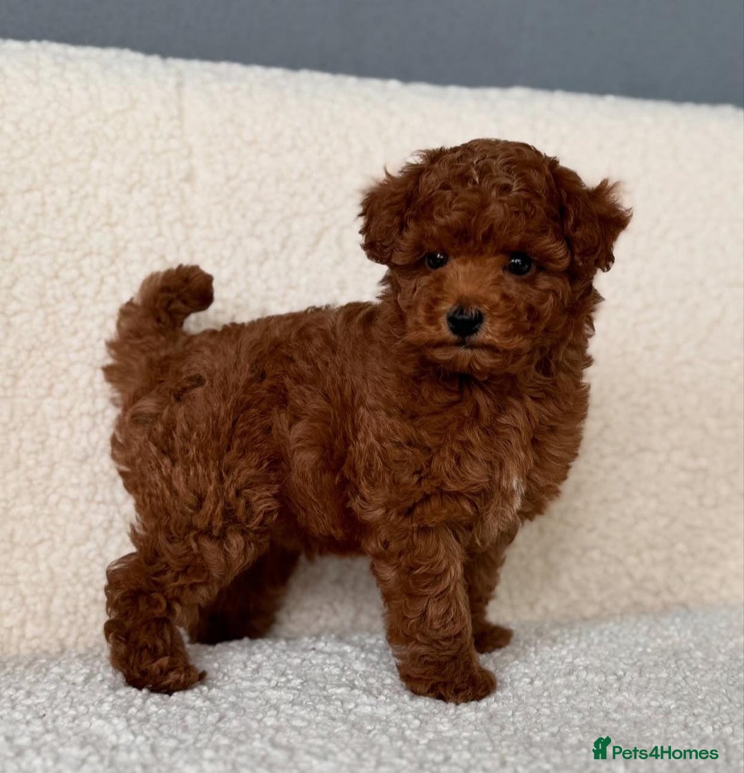 Toy Poodle dogs for sale: Purebred Toy Poodles Puppies Loving Homes! - Image 11