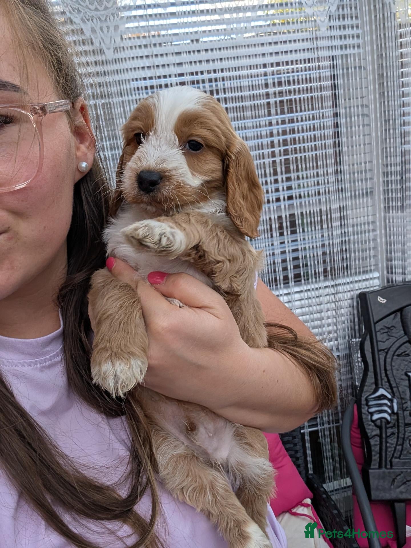 Cockapoo dogs for sale: Show Type Cockapoos DNA clear Ready to Leave - Advert 2