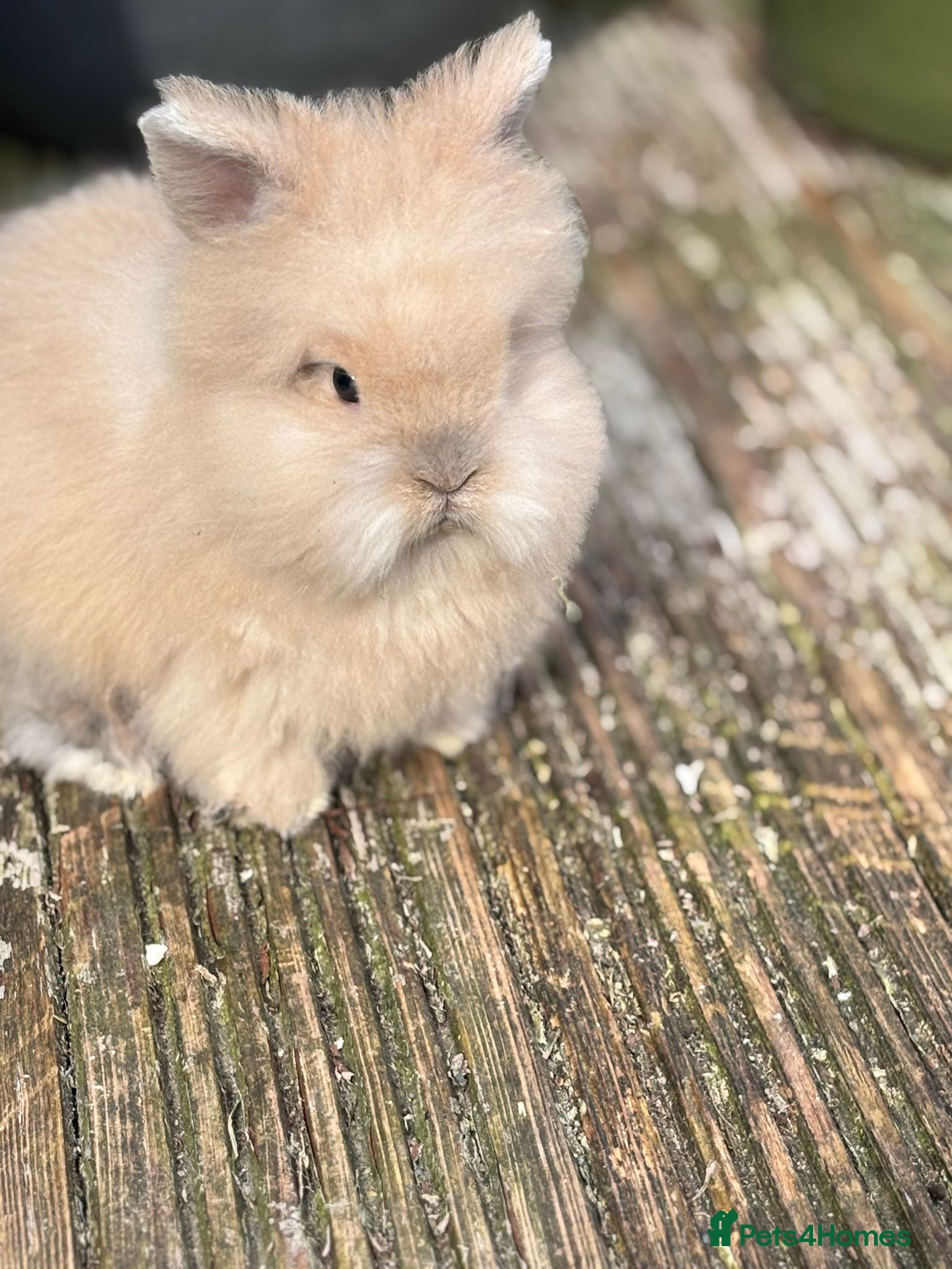 Lionhead rabbits Double Manned Lionhead Dwarf Rabbits - Advert 1