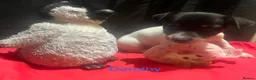 Jack Russell dogs for sale: Miniature Jack Russell  - Advert 15