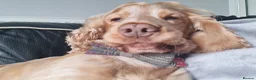 Cocker Spaniel dogs for stud: Proven Handsome Show Cocker Spaniel For Stud - Advert 4