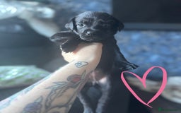 Mixed Breed dogs for sale: Last little girl! Reduced! - Image 29