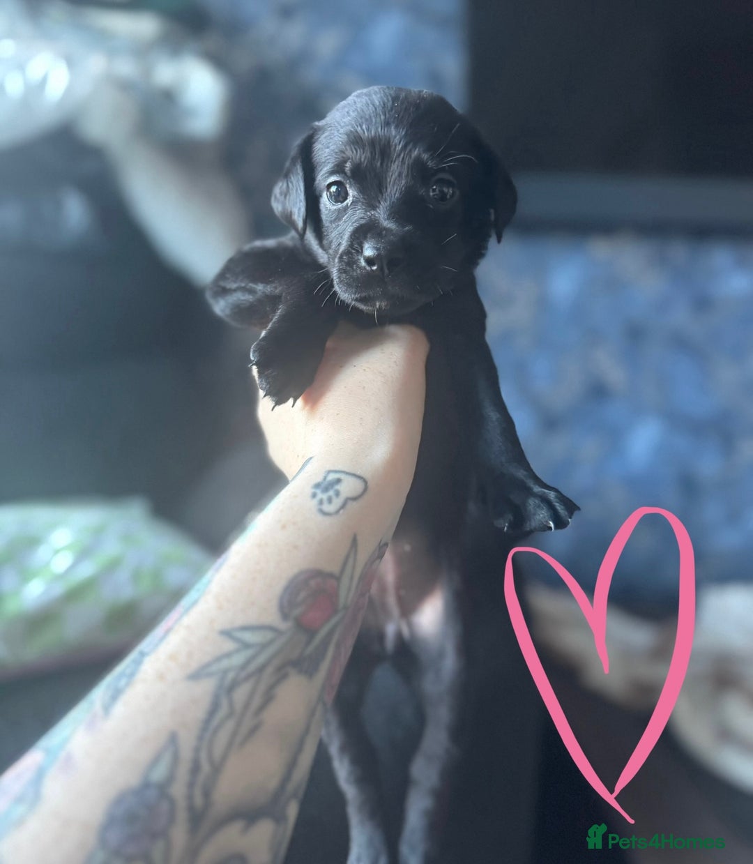 Mixed Breed dogs for sale: Last little girl! Reduced! - Image 29