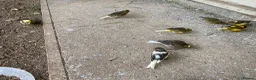 Canaries birds for sale: Beautiful Canaries Looking For A New Home in Ipswich - Advert 10