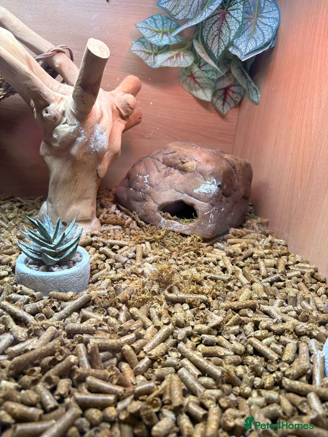 Leopard Gecko reptiles for sale: Male leopard gecko  - Advert 12