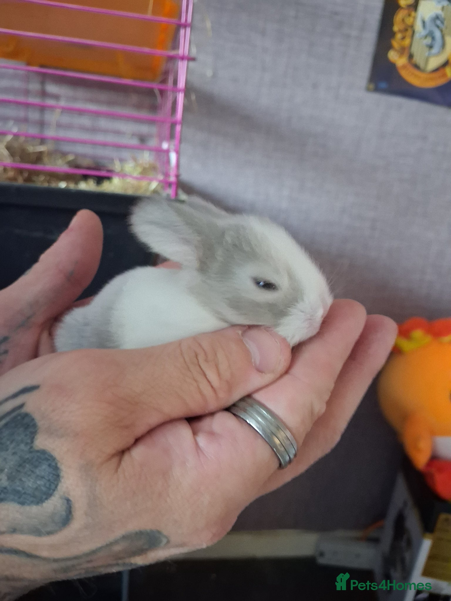 Mini Lop rabbits for sale: Mini lop babies - Advert 1
