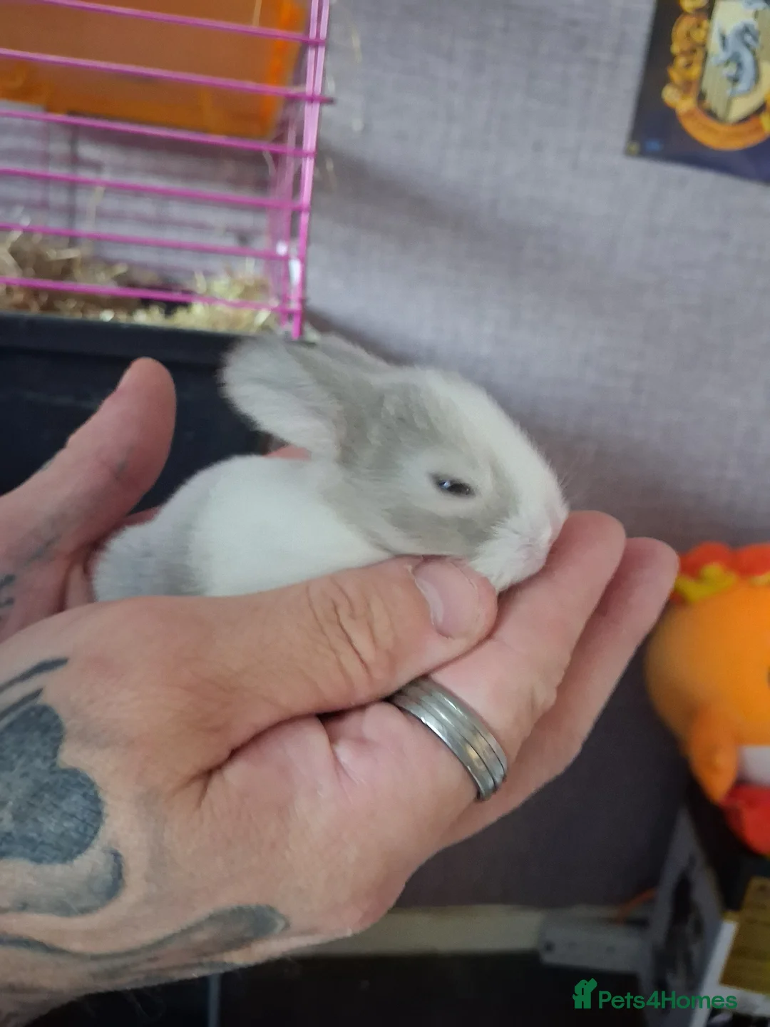 Mini Lop rabbits for sale: Mini lop babies in Redditch - Advert 1