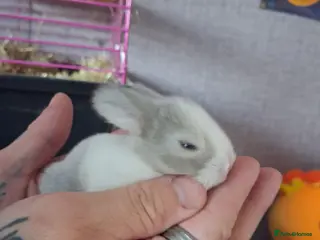 Mini Lop rabbits for sale: Mini lop babies - Advert 4