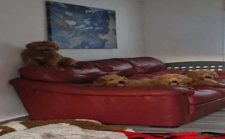 Mixed Breed dogs - Advert 10
